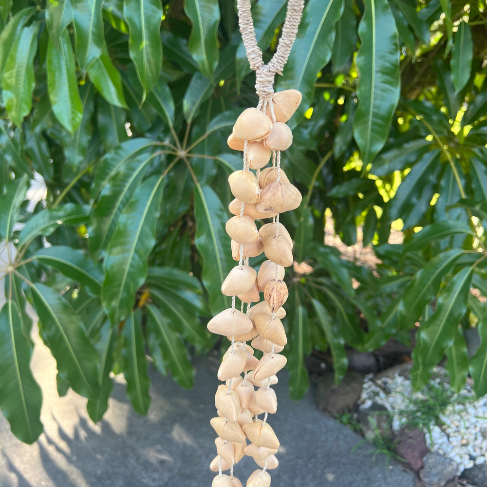 Kenari Seedpod Rattle/Shaker