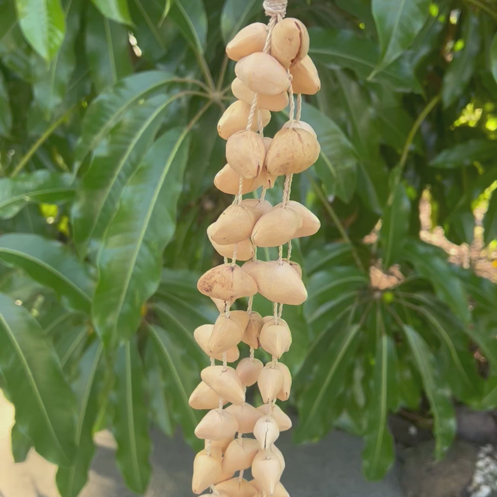 Kenari Seedpod Rattle/Shaker